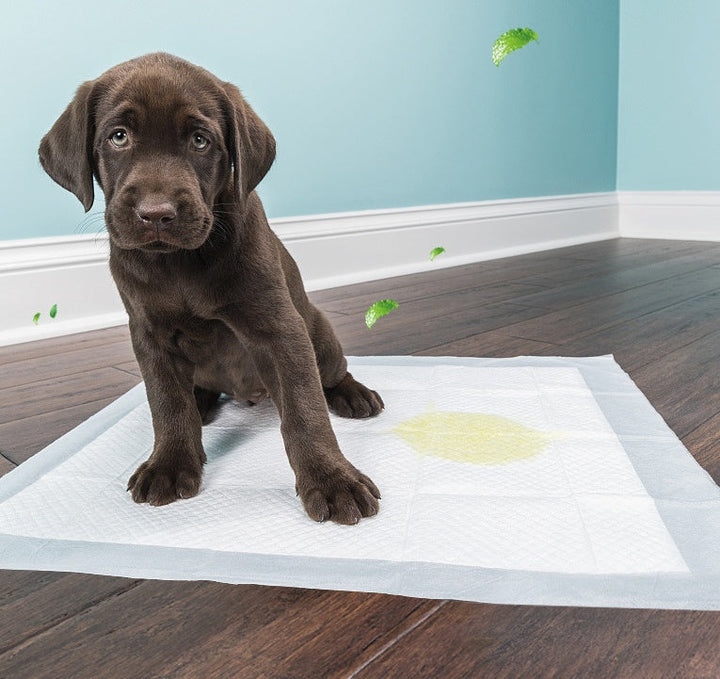Pet Diapers Disposable Thickened Absorbent Urine Is Not Wet