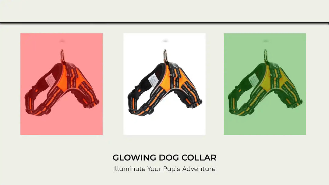 Glowing dog collar by@Outfy